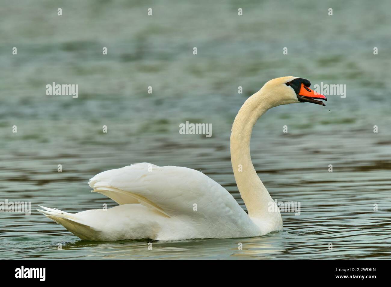Hissing mute swan Cygnus olor male floating in the lake, closeup. Water