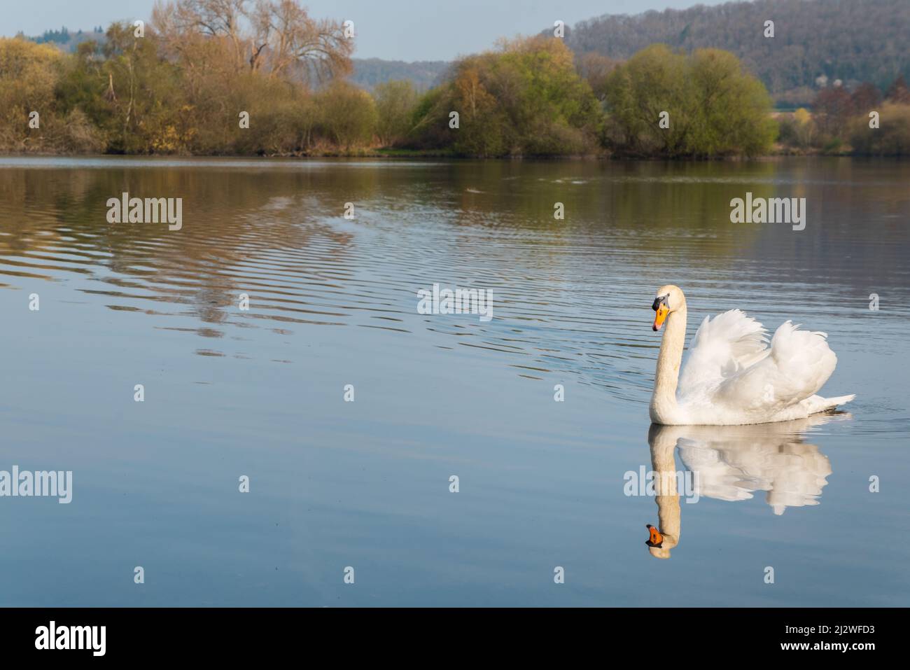 Isolated mute swan swimming in lake Stock Photo Alamy