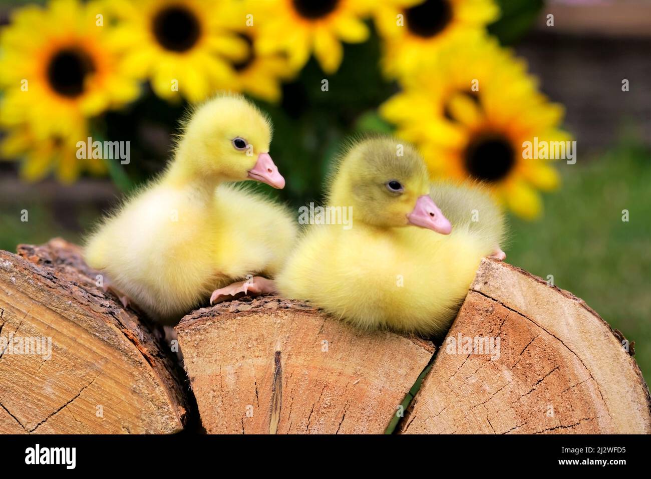 Two Baby Geese , called Gosling, resting together on wood pile, sunflowers in back Stock Photo