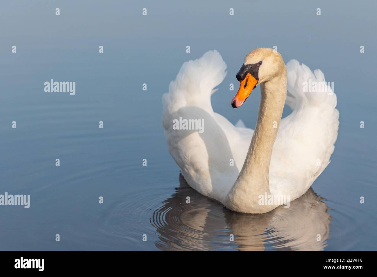 Isolated mute swan swimming in lake Stock Photo Alamy