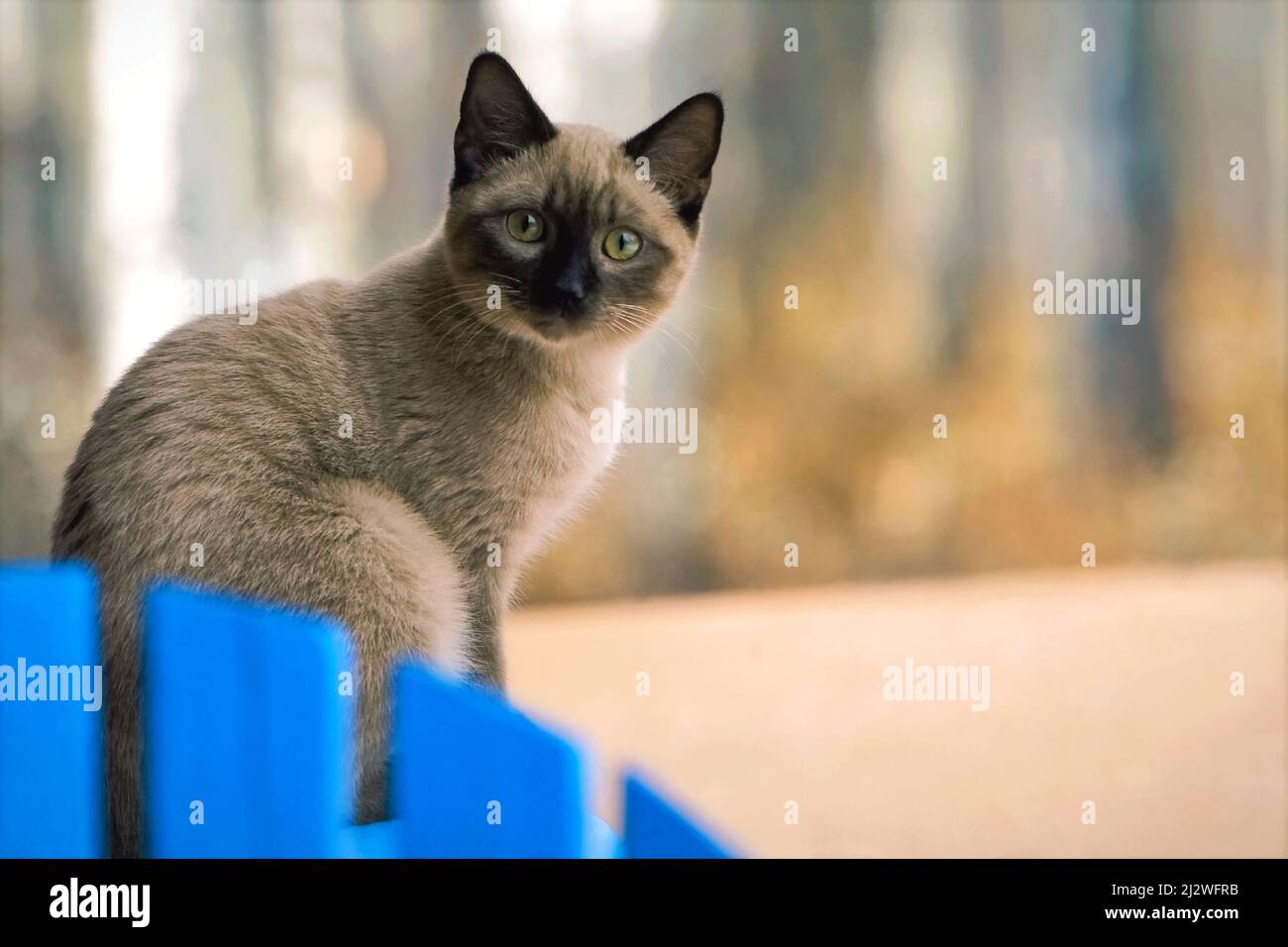 Curious Siamese Kitten sitting outside on blue chair Stock Photo