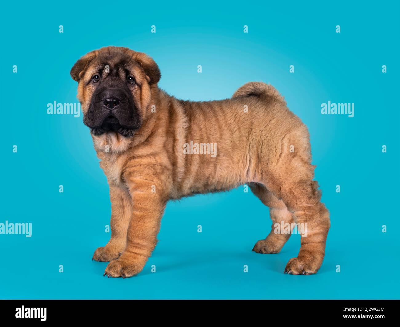 Adorable Shar-pei dog pup, standing side ways. Looking towards camera with cute droopy eyes. Isolated on a turquoise blue background. Stock Photo