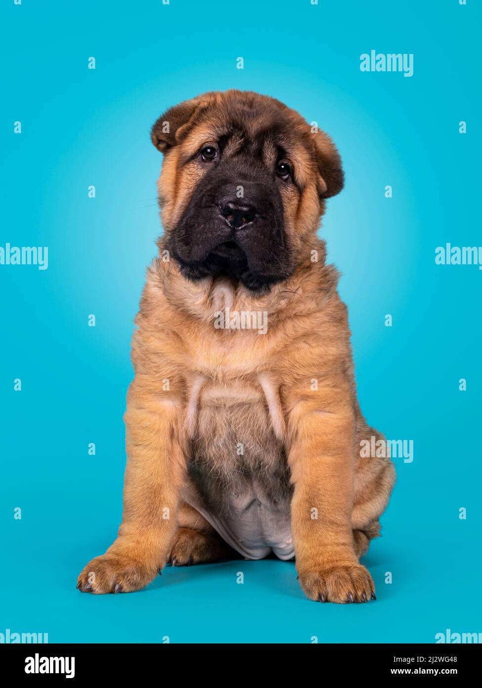 Adorable Shar-pei dog pup, sitting up facing front. Looking towards camera with cute droopy eyes. Isolated on a turquoise blue background. Stock Photo