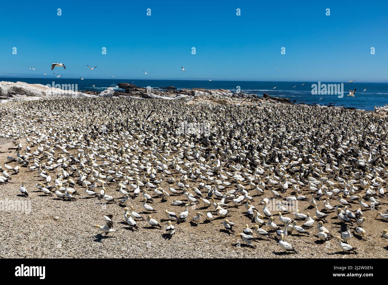Large flock of Cape Gannet birds at their breeding colony at Bird Island, Lamberts Bay in the Western Cape province of South Africa, Stock Photo