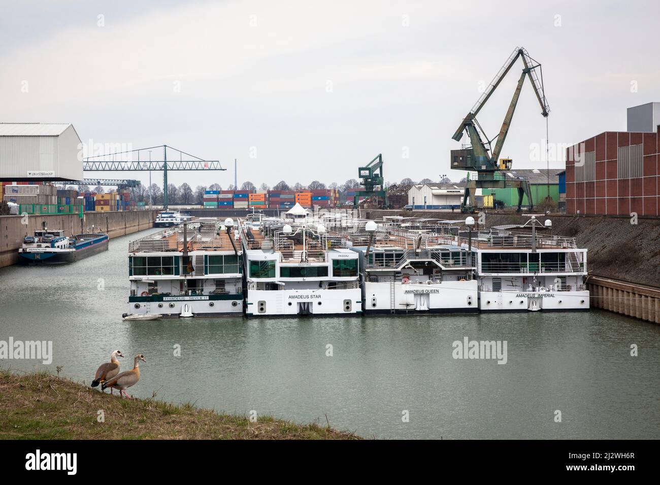 cruise ships of Amadeus Flusskreuzfahrten GmbH are moored in a dock in the Rhine harbor Niehl, Egyptian Geese, Cologne, Germany. Kreuzfahrtschiffe der Stock Photo