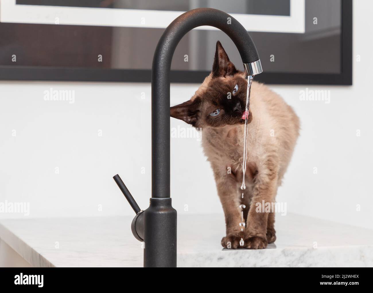 Devon Rex cat (Blu Point type) drinking water from a water tap in the kitchen. Stock Photo