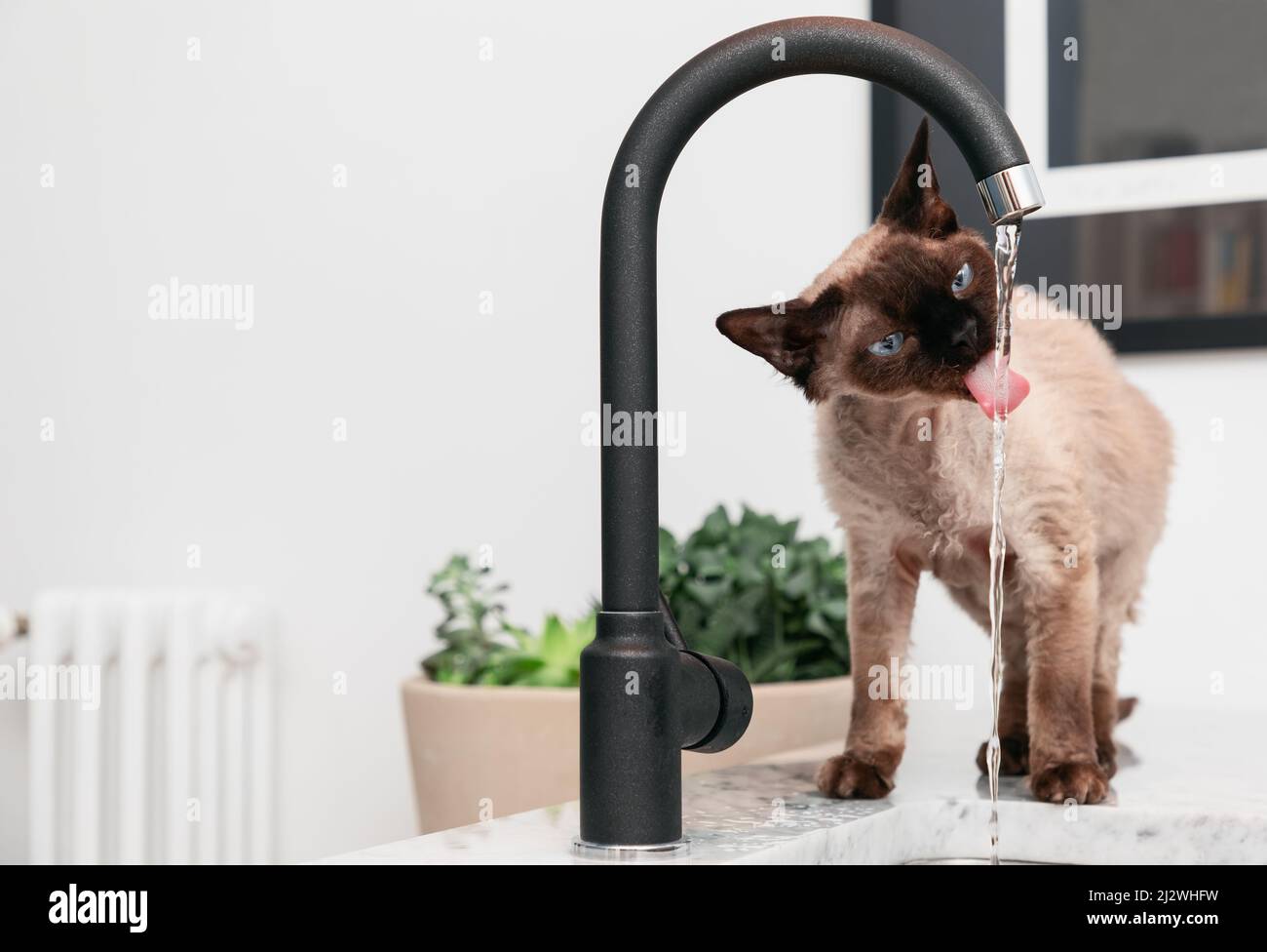 Young Devon Rex cat (Blu Point type) in the kitchen drinking tap watert (Selective focus) Stock Photo