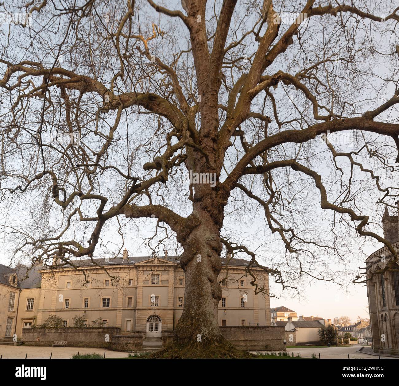 Very old beech tree hi-res stock photography and images - Alamy