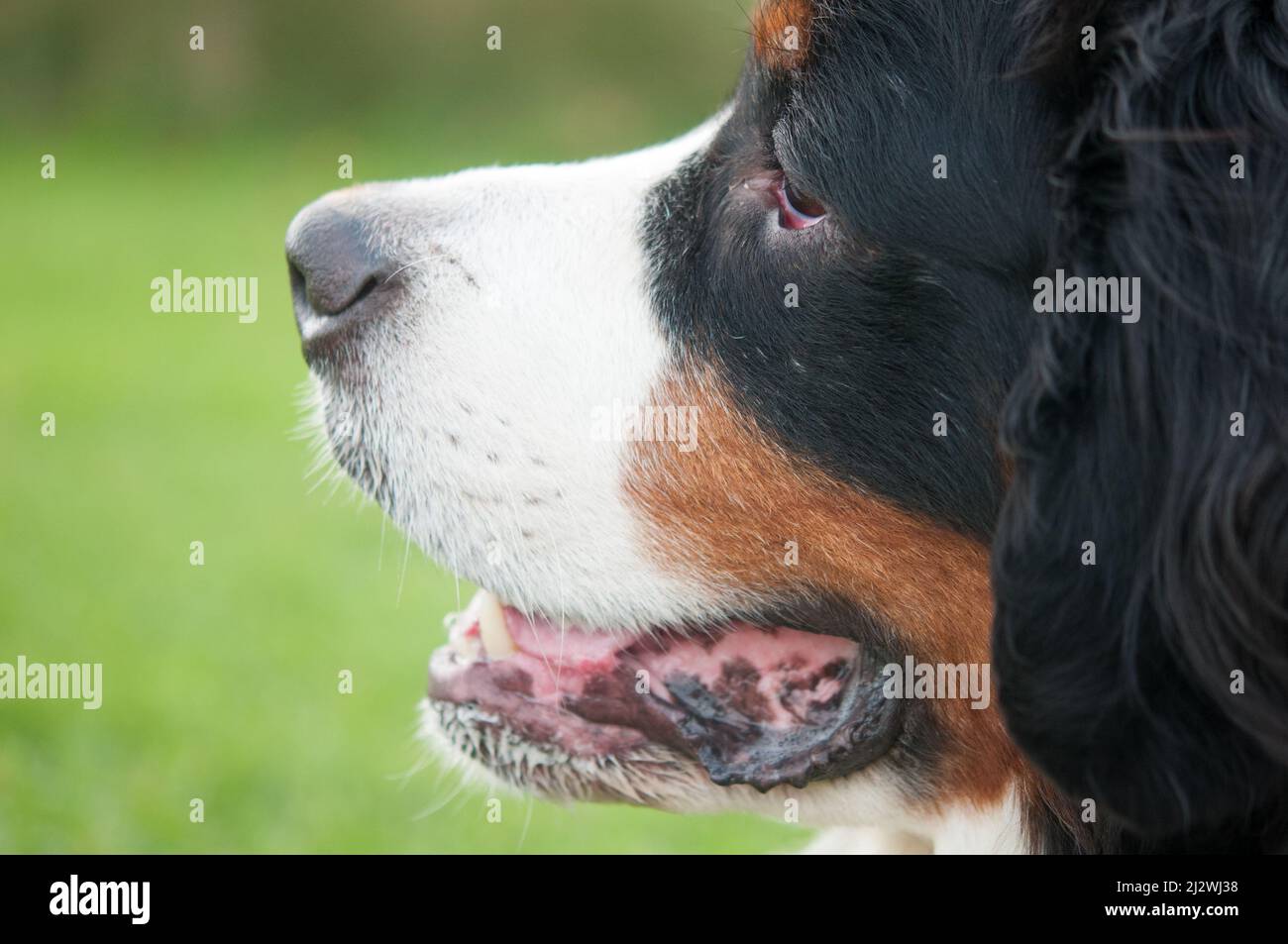 Portrait of adopted rescue Bernese Mountain Dog Stock Photo