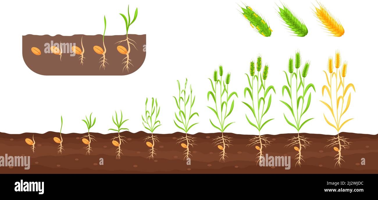 Primordia Stage In Wheat