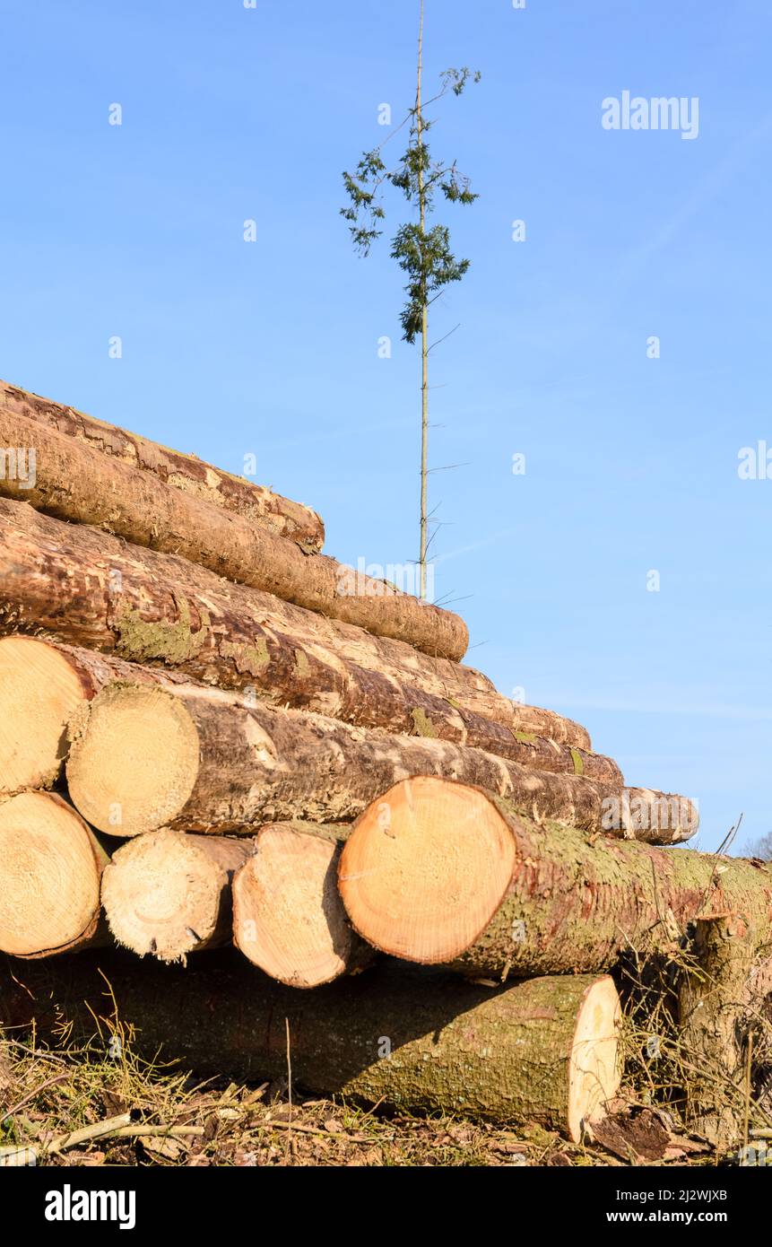 Pile of felled trees at a lumberyard with one single tree standing in