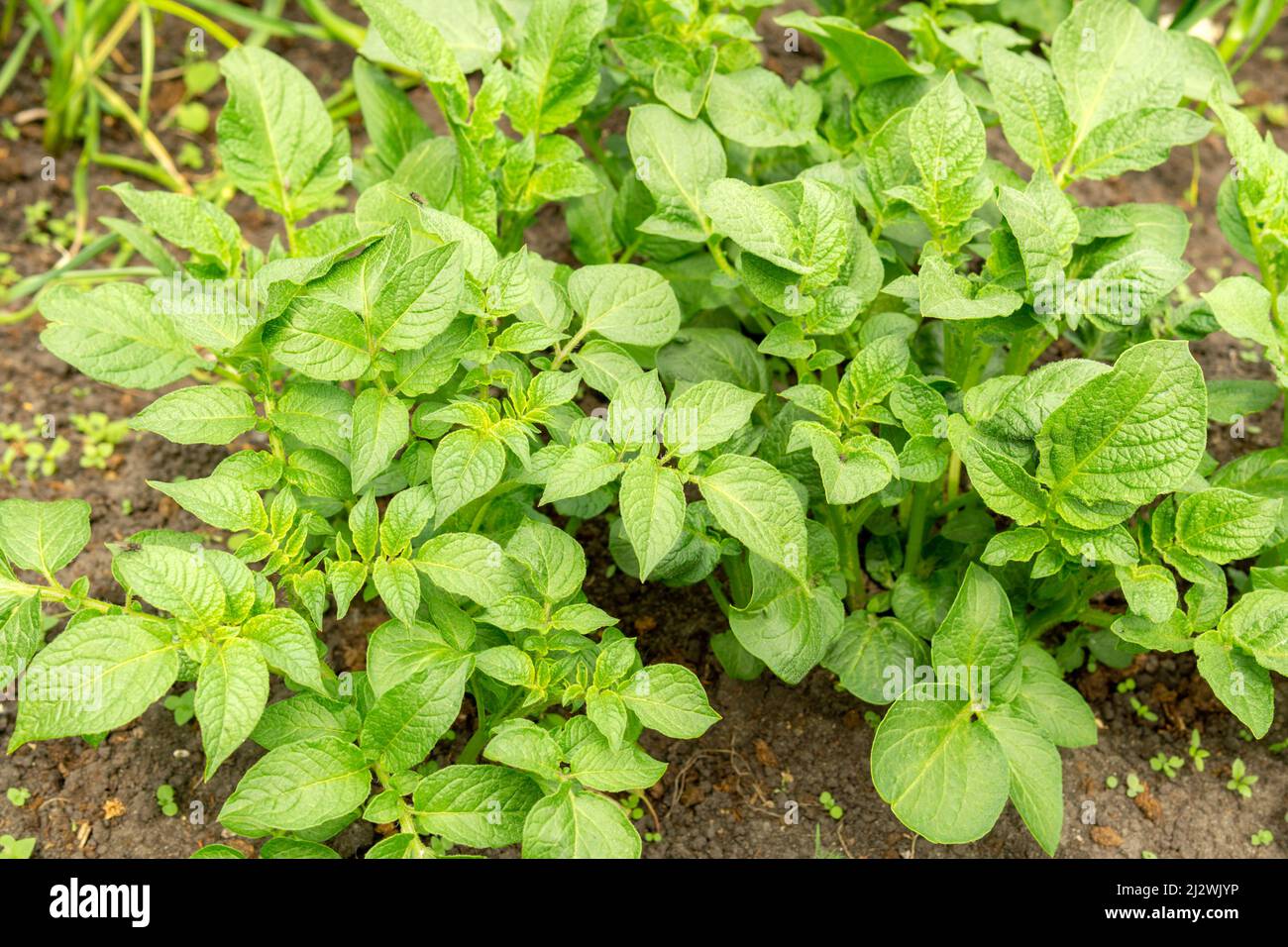 Potato plant growing on the soil, Rows of potato plants on the field