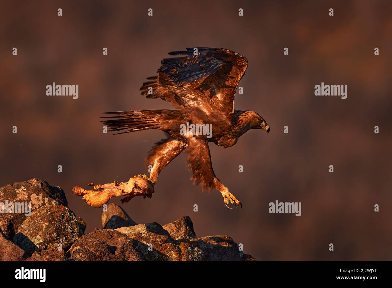 Eagle sunset. Eastern Rhodopes rock with eagle. Flying bird of prey ...