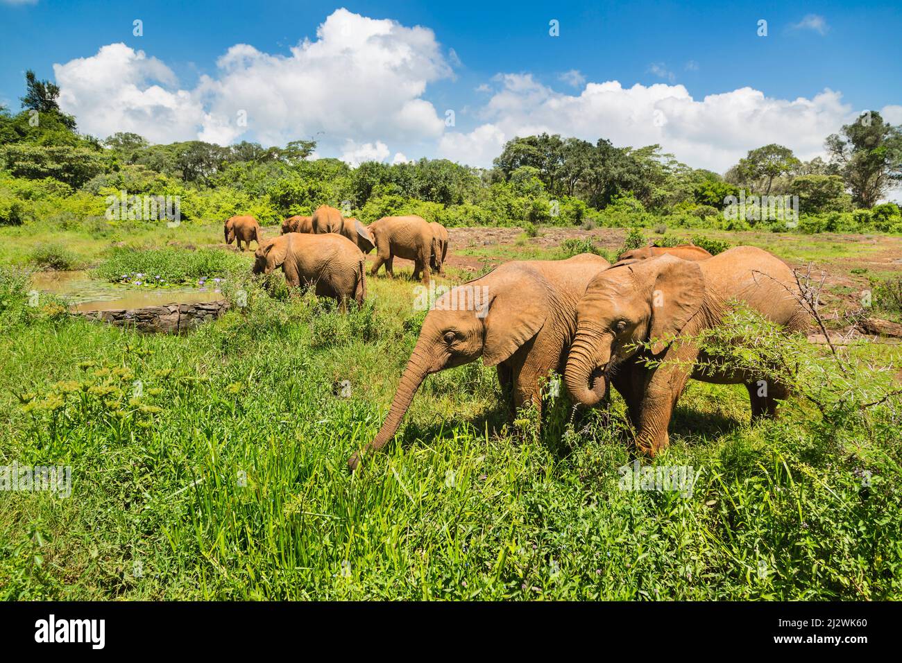 Lots of small elephants after feeding time in the orphanage of Nairobi