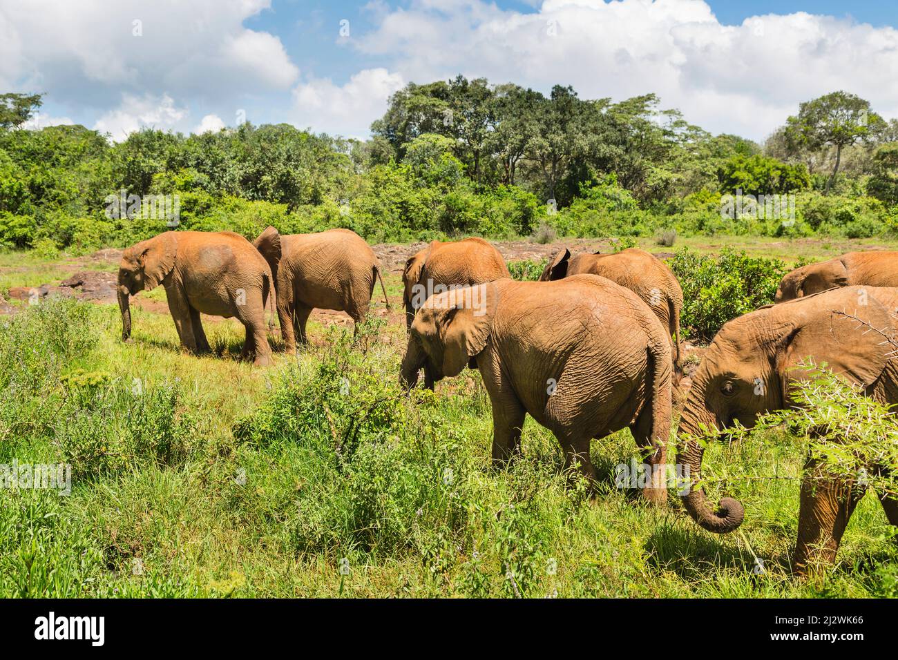 Baby elephants in open landscape in Nairobi National Park, Kenya. Stock Photo