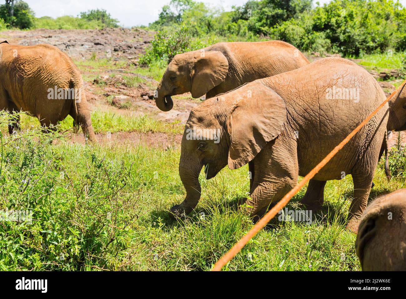 Baby elephants in the elephant orphange in Nairobi, Kenya. Stock Photo