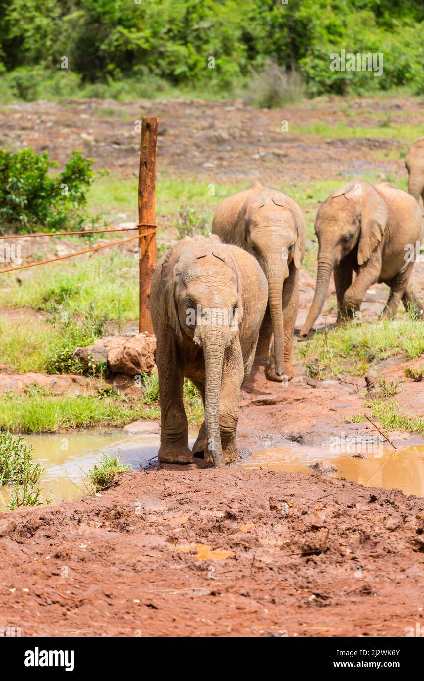 Baby elephants walking in a row in the elephant orphange in Nairobi, Kenya. Stock Photo