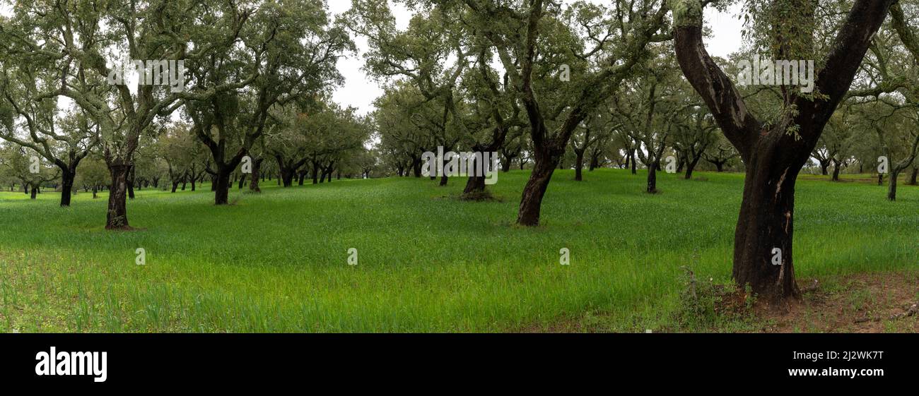 A panorama view of endless cork oak forest and green meadows Stock Photo