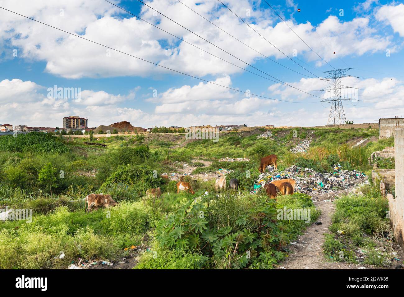 Garbage thrown into the Ngong River valley in Tassia, Nairobi, Kenya, some cows grazing on the meadows. Stock Photo