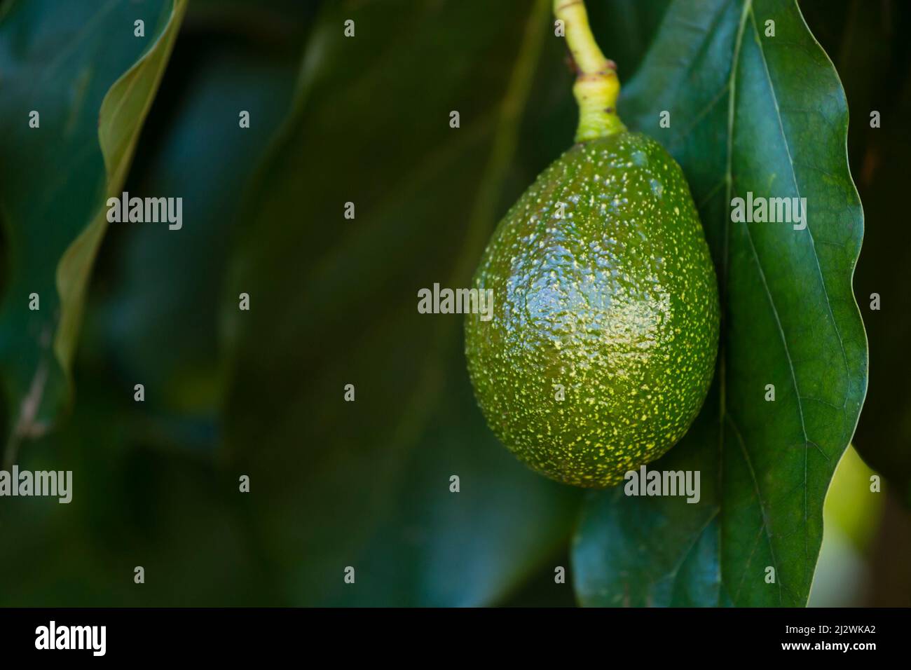 Closeup of some Avocados on a tree in Kenya. Stock Photo