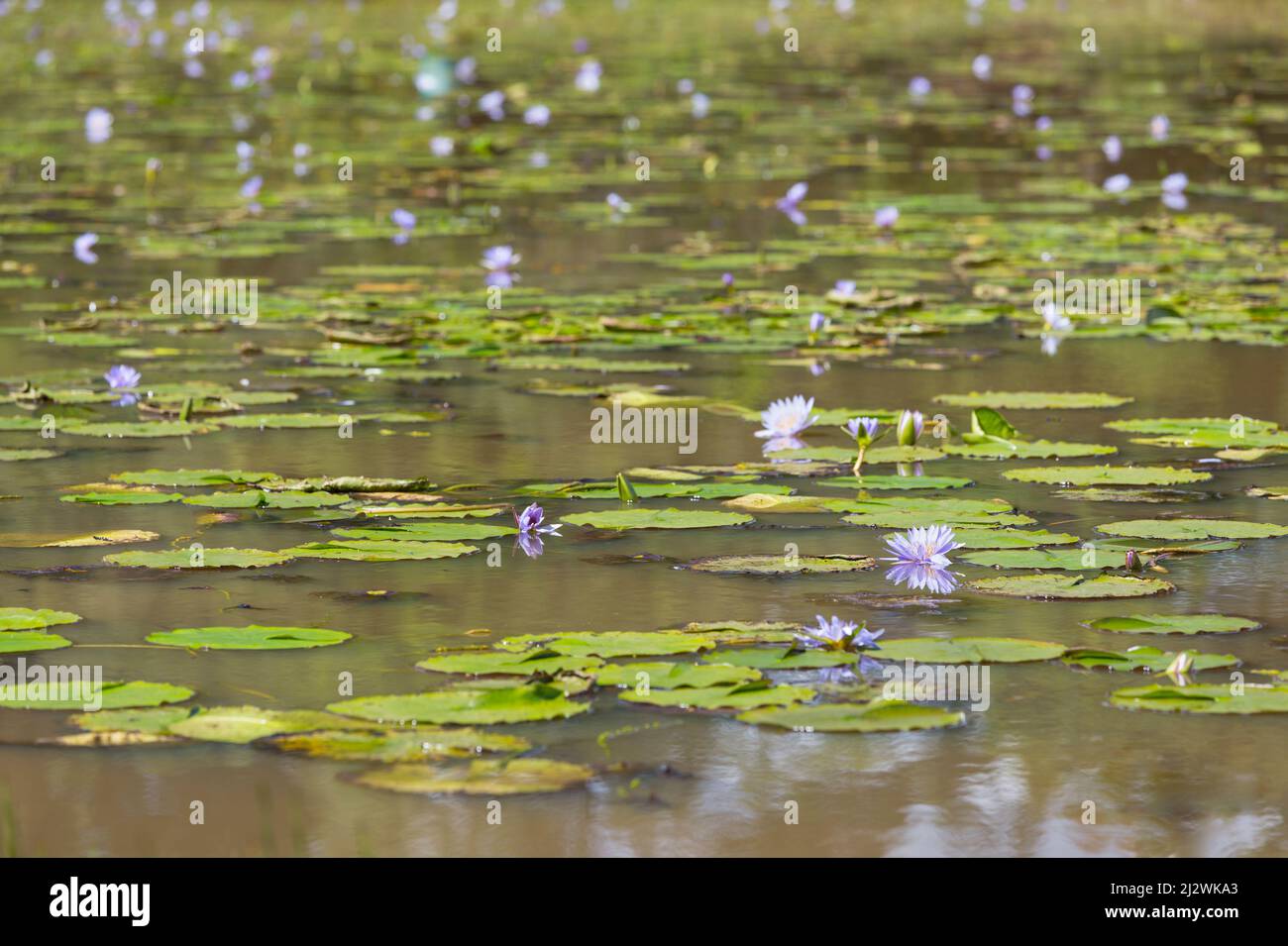 Hundreds of beautiful water lilies in a lake in Karura Forest, Nairobi, Kenya with selective focus. Stock Photo