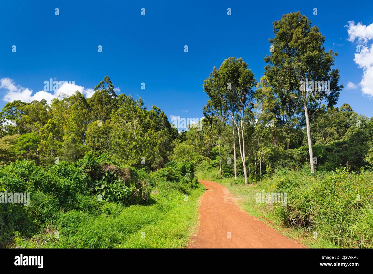 Road with red soil in Karura Forest, Nairobi, Kenya with deep blue sky and some clouds. Stock Photo