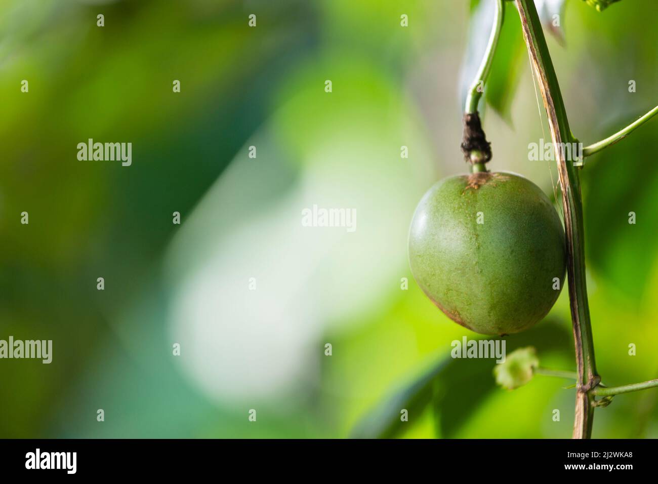 Unripe passion fruit in a Kenyan garden. Stock Photo
