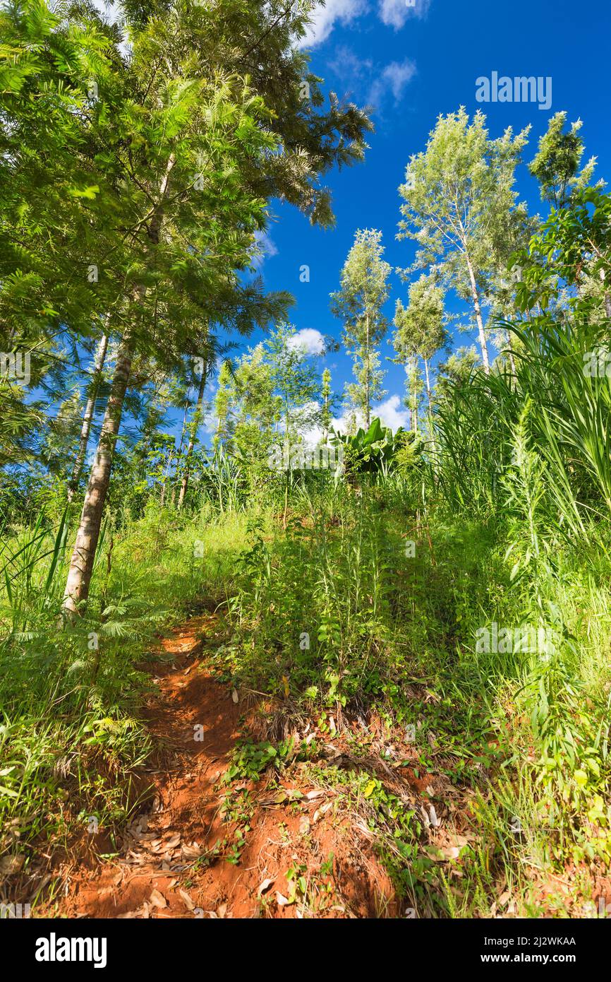 A steep trail on red soil in a beautiful valley in the green highlands north of Nairobi in Kenya. Stock Photo