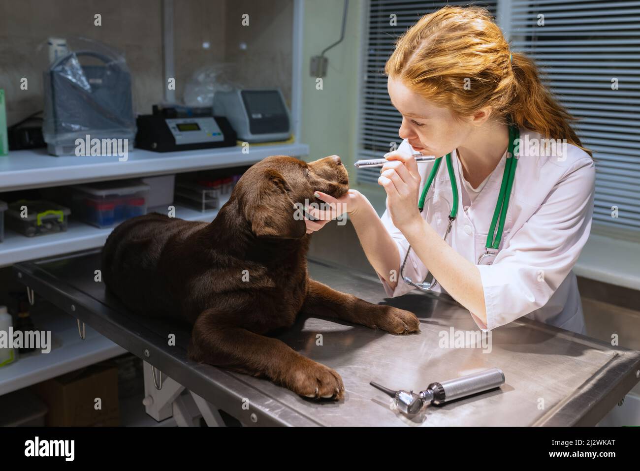 On examination by a vet doctor. Young beautiful woman, veterinary