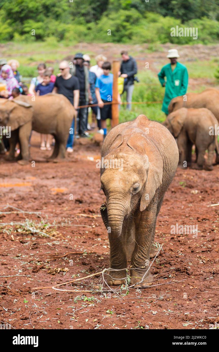 NAIROBI - DECEMBER 18: Baby elephants in the elephant orphange in Nairobi, Kenya, with tourists in the background on December 18, 2015 Stock Photo