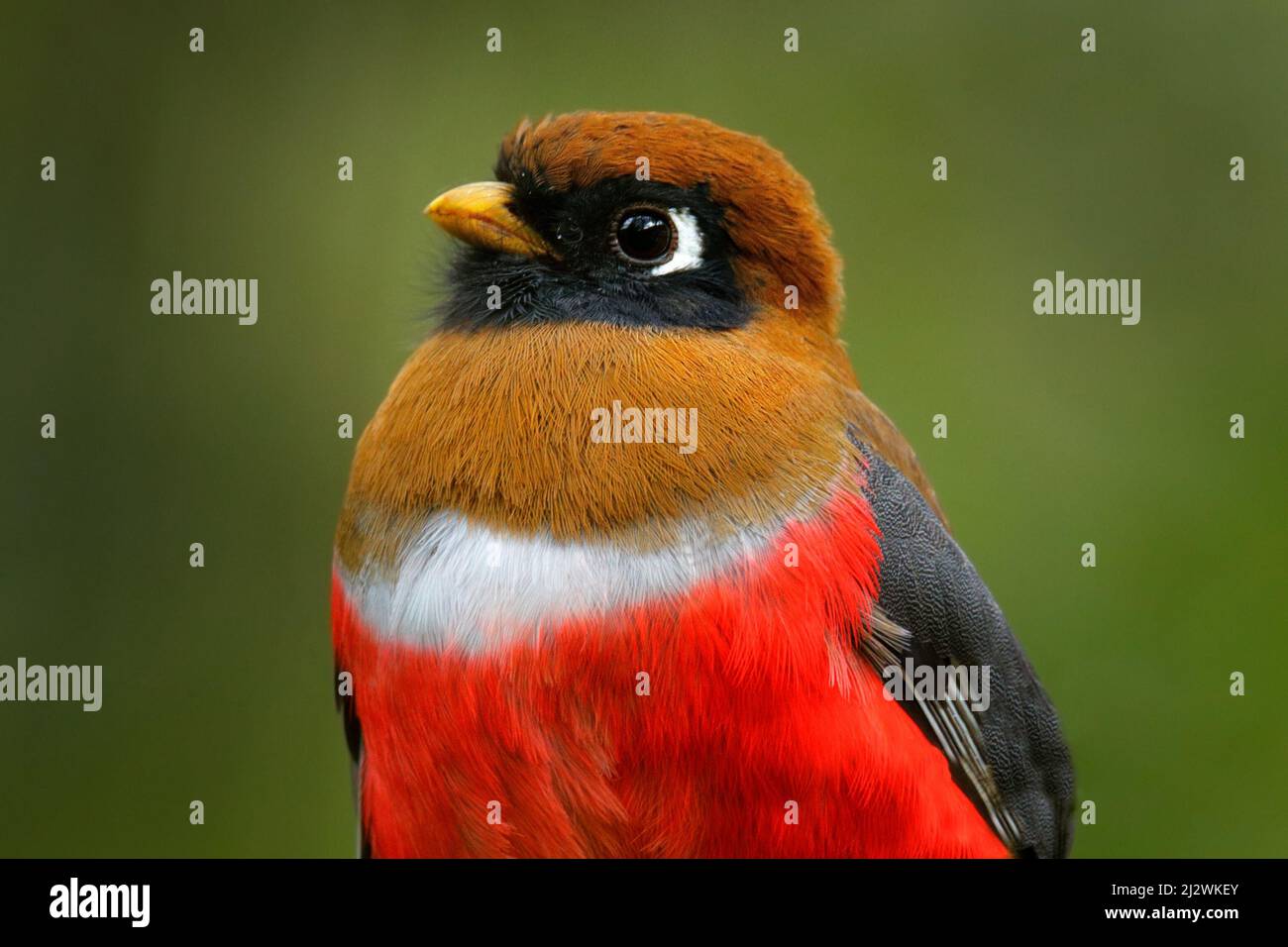 Bird detail red portrait. Masked Trogon, Trogon personatus red and brown bird in the nature habitat, San Isidro, Ecuador. Red tropic bird. Wildlife sc Stock Photo