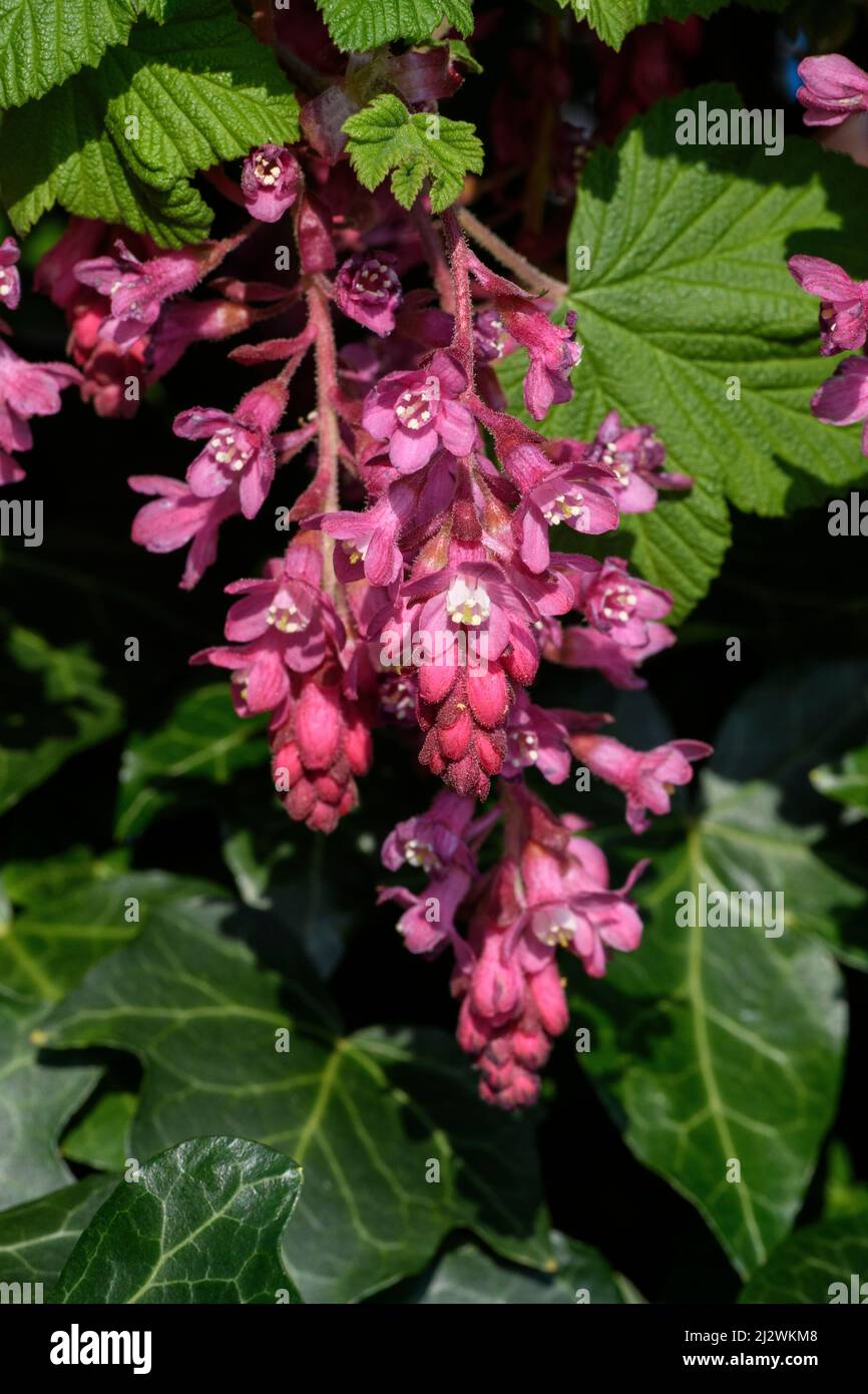 Flowering Currant aka Redflower Currant, or Red-flowering currant (Ribes sanguineum), flower Stock Photo