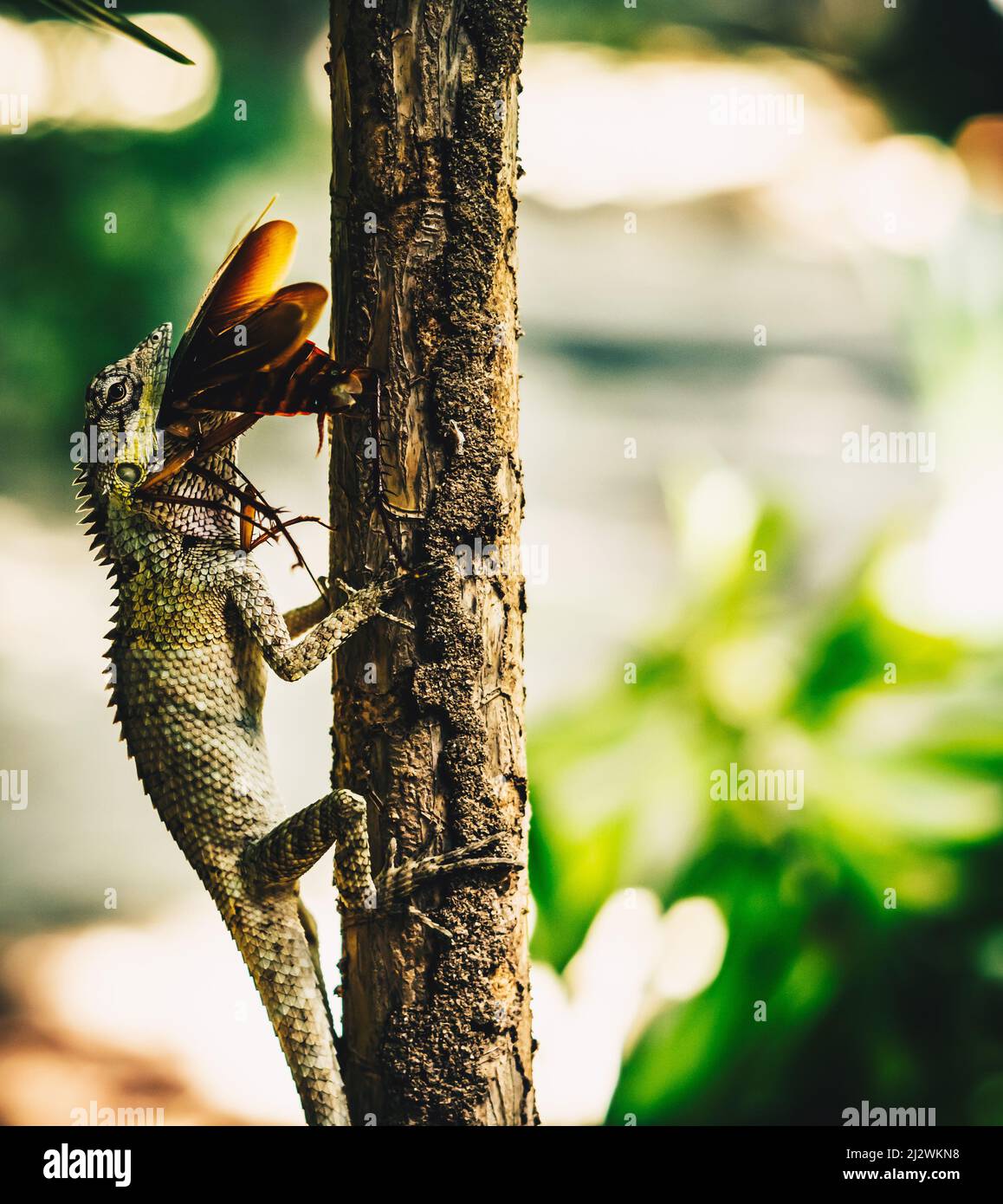 VERTICAL Macro closeup photo captures moment big gray lizard eat