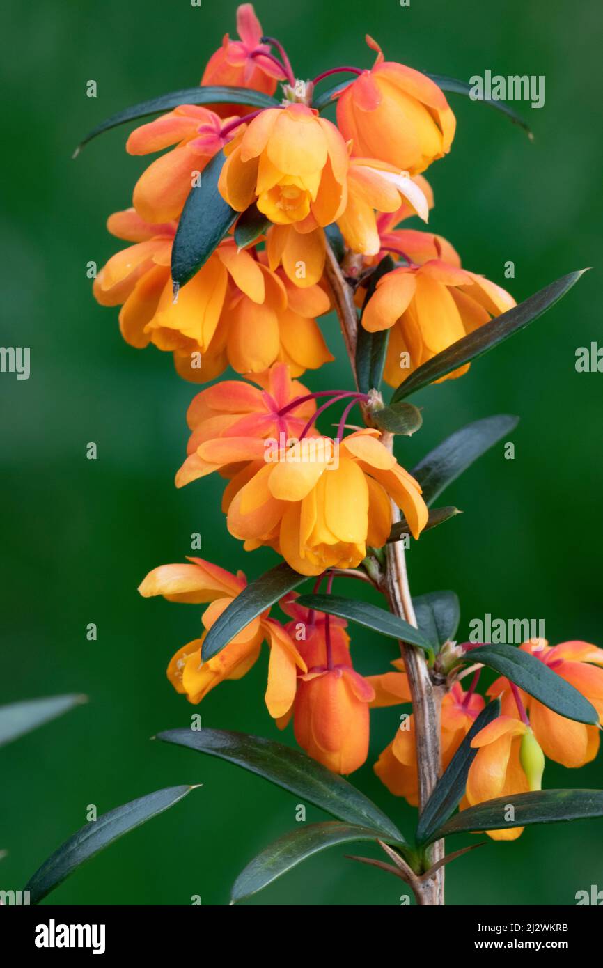 Berberis aka Bearberry (Berberis linearifolia), Orange King Stock Photo
