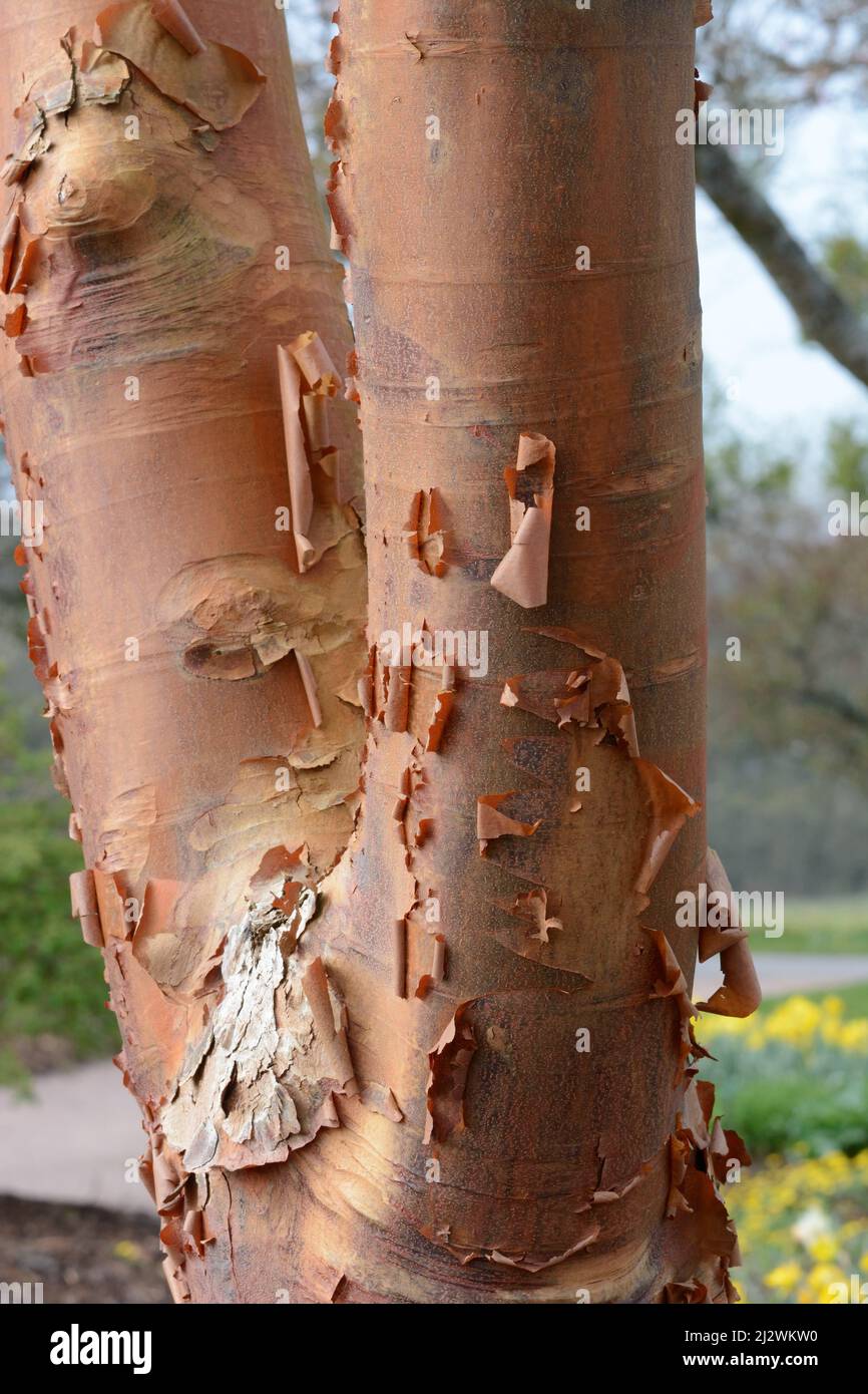 Peeling bark of the Acer griseum Paperbark maple Blood-bark maple tree ...