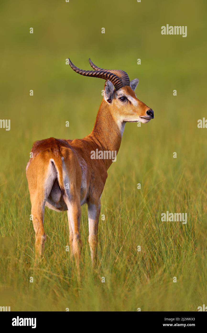 Ugandan kob, Kobus kob thomasi, rainy day in the savannah. Kob antelope ...