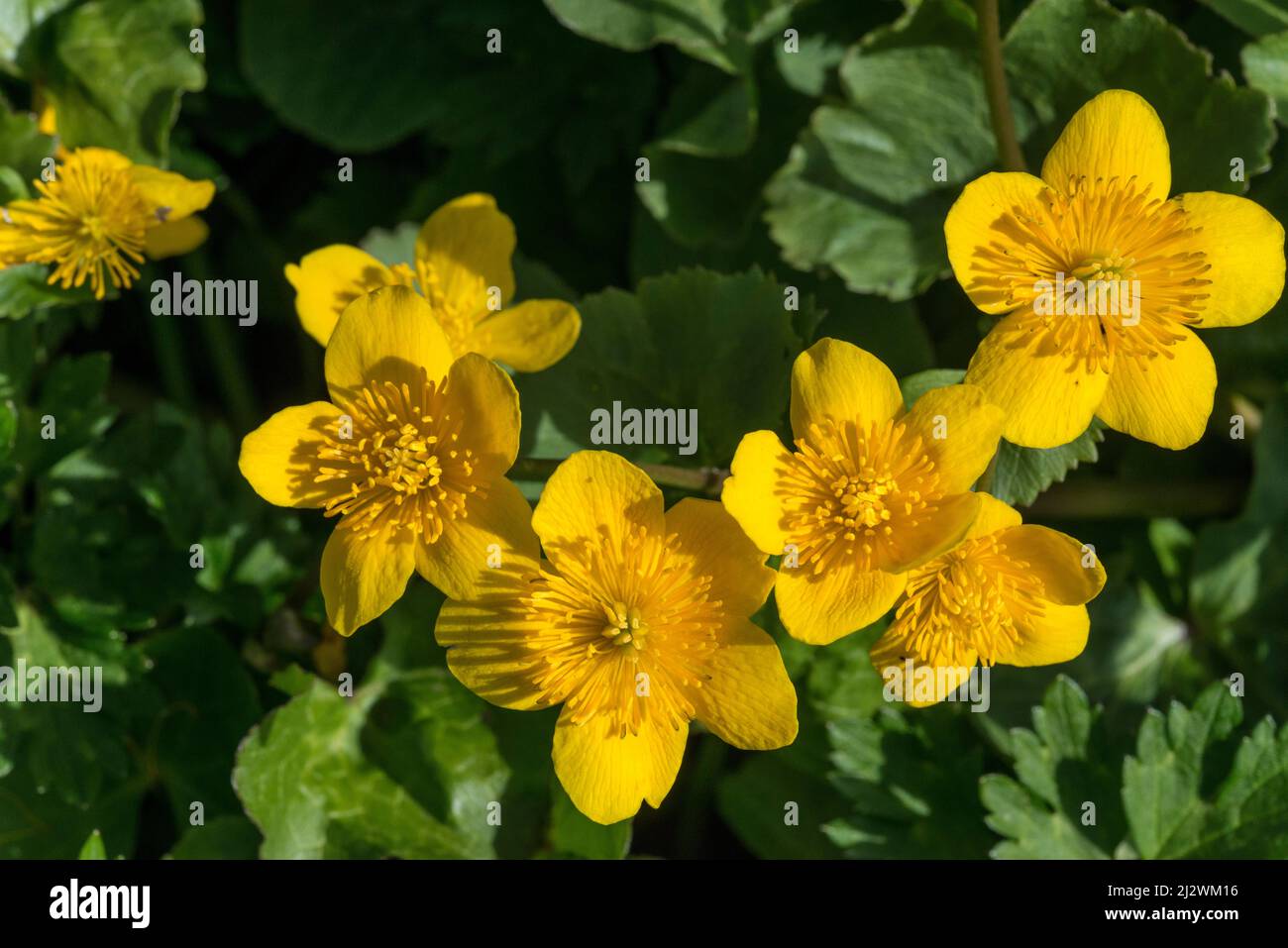 Marsh Marigold (Caltha palustris), flower group Stock Photo