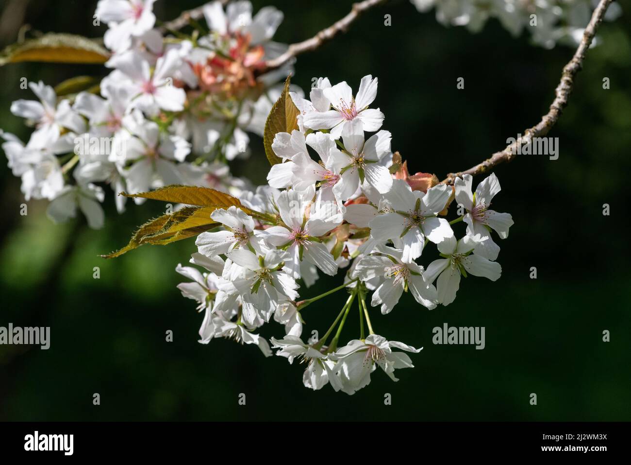 Japanese Flowering Cherry (Prunus serrulata 'Taki-Nioi') Stock Photo