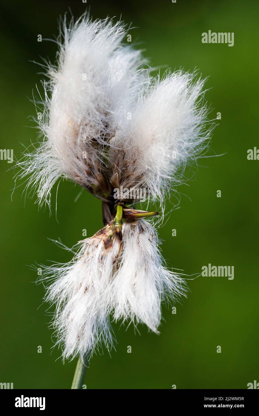 Common Cotton-grass (Eriophorum angustifolium) flower head Stock Photo