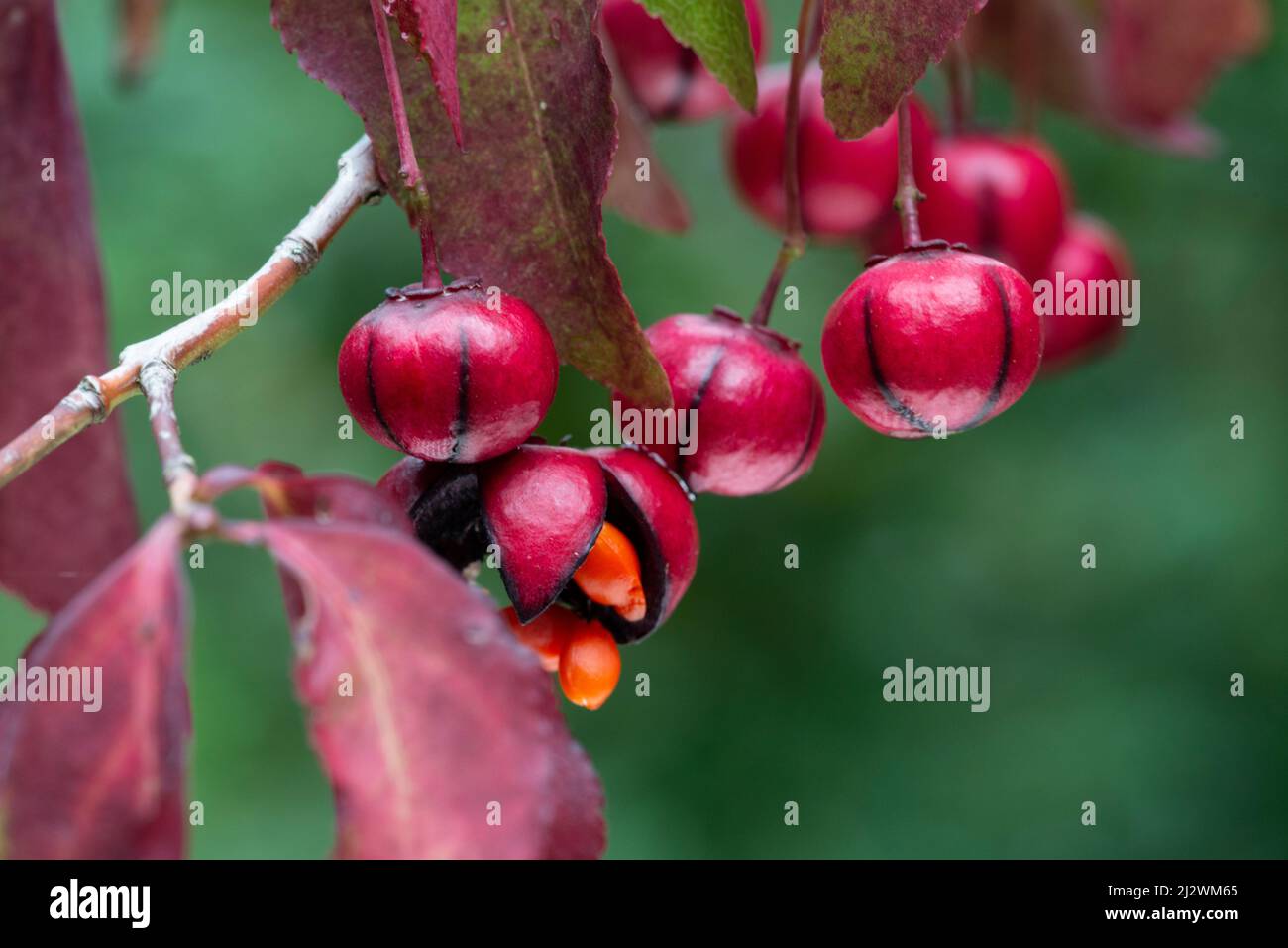 Korean spindle tree (Euonymus oxyphyllus), fruits, autumn Stock Photo