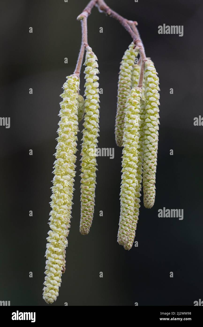 Chinese Hazel (Corylus chinensis), catkins Stock Photo