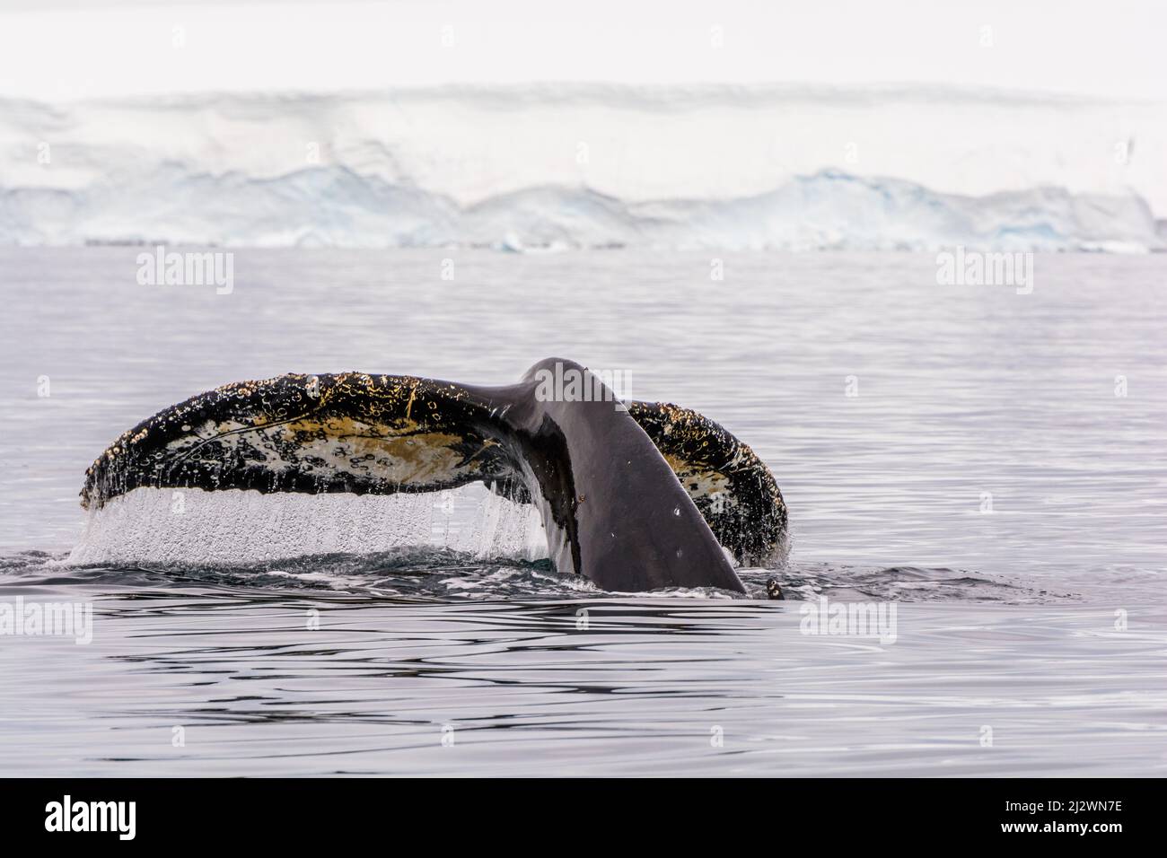 The tail fluke of a Humpback whale (Megaptera novaeangliae