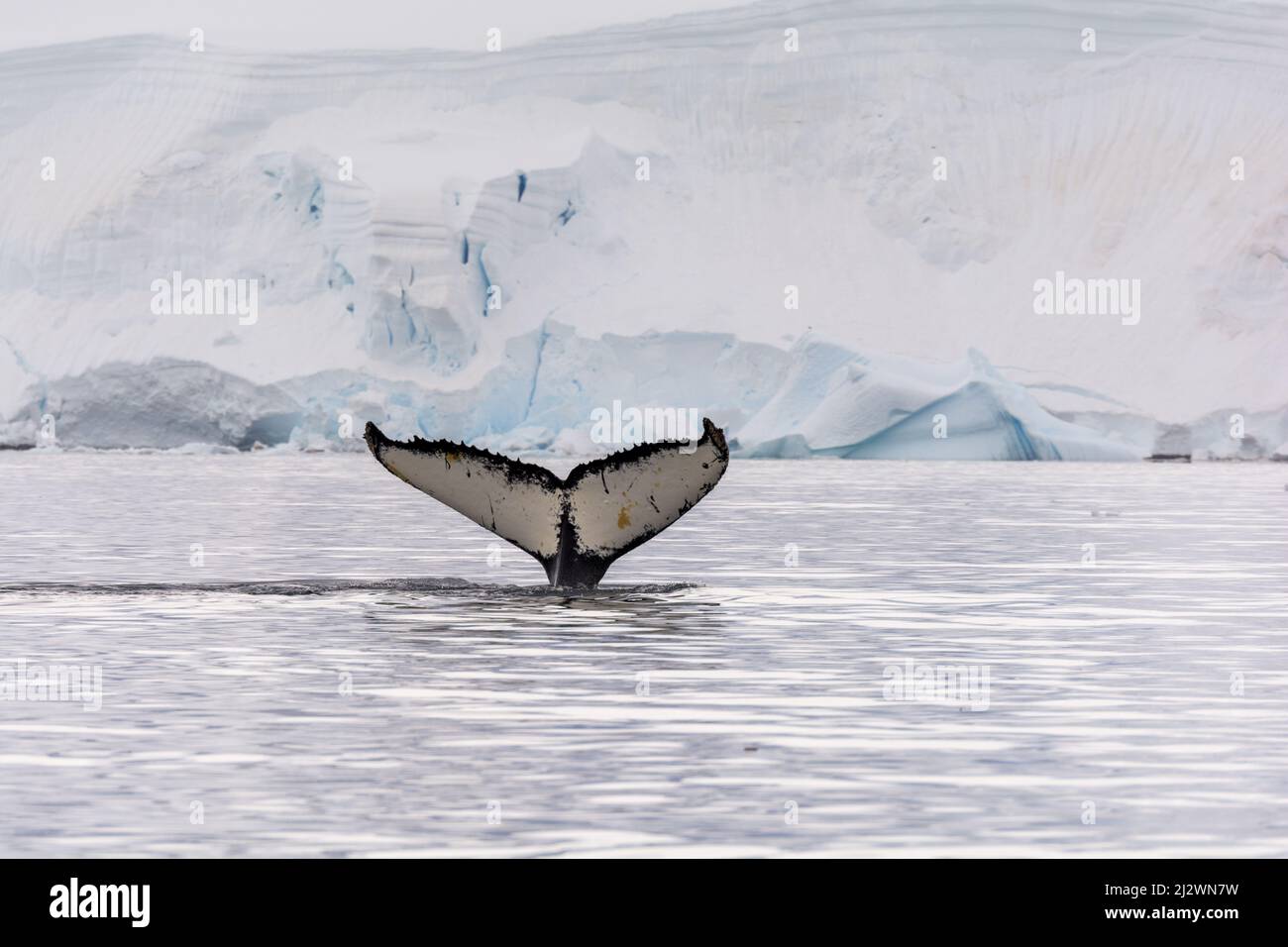 The tail fluke of a Humpback whale (Megaptera novaeangliae) visible above water as the whale dives, taken in Wilhelmina Bay, Antarctic Peninsula Stock Photo