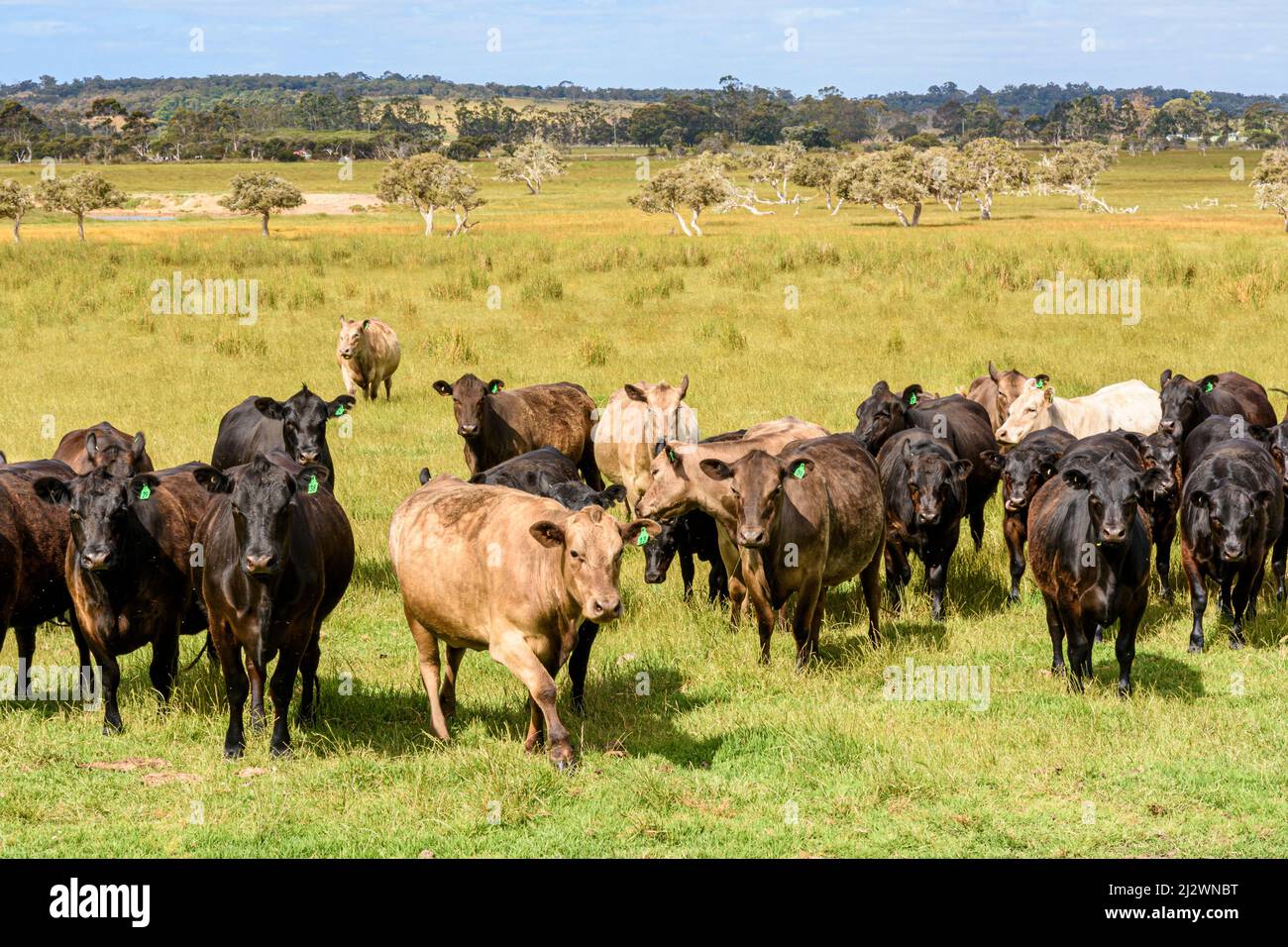 Herd of cows at  a cattle farm, Kronkup, Albany, Western Australia Stock Photo