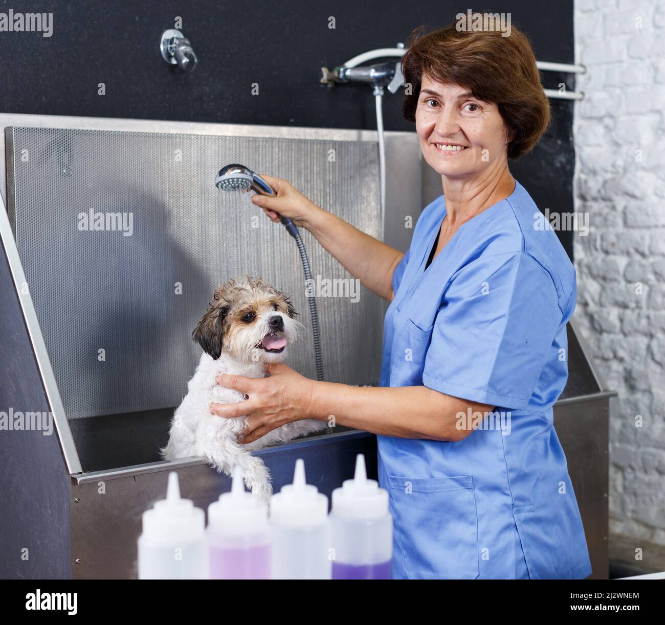 Female groomer washing puppy Stock Photo Alamy