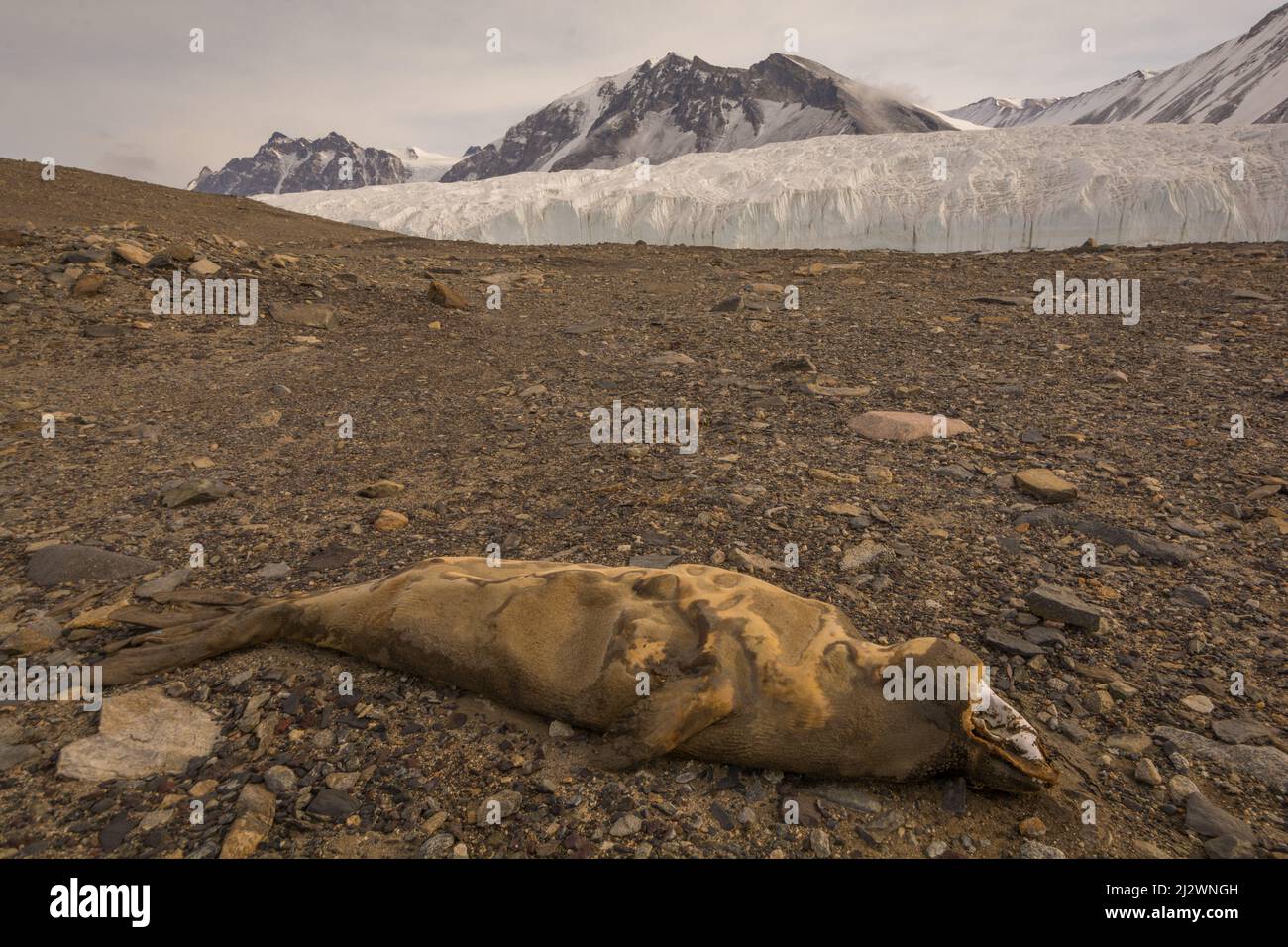 A mummified Crabeater Seal (Lobodon carcinophaga) in the Taylor Valley in the McMurdo Dry Valleys, Antarctica, with the Canada Glacier behind Stock Photo