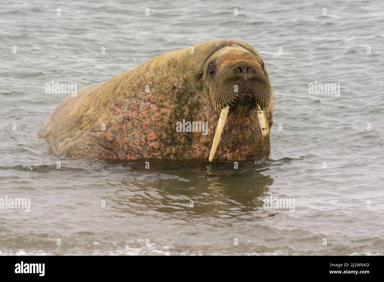 morsa (Odobenus rosmarus) in Rordaustlandet.