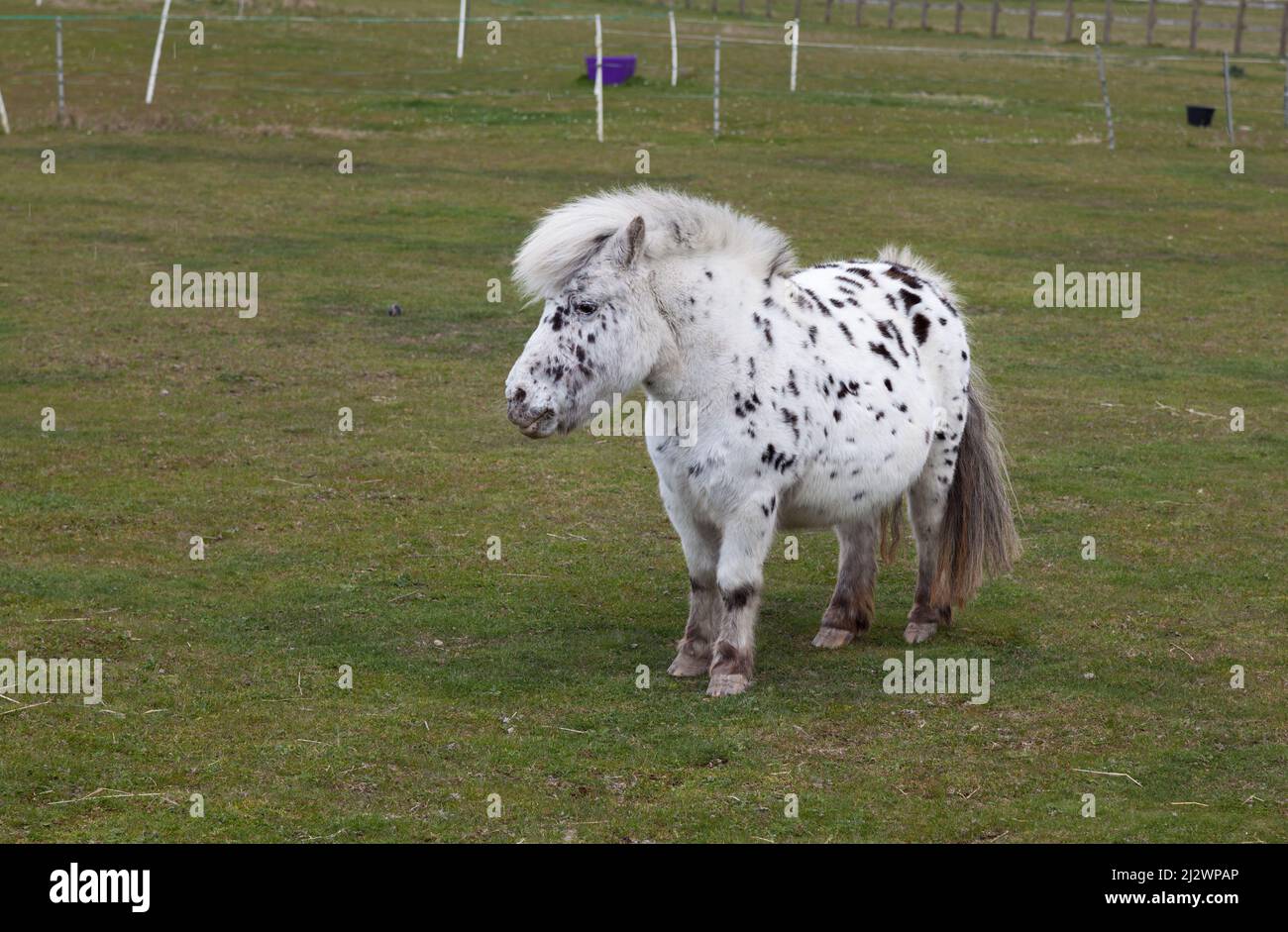 The British pony Stock Photo