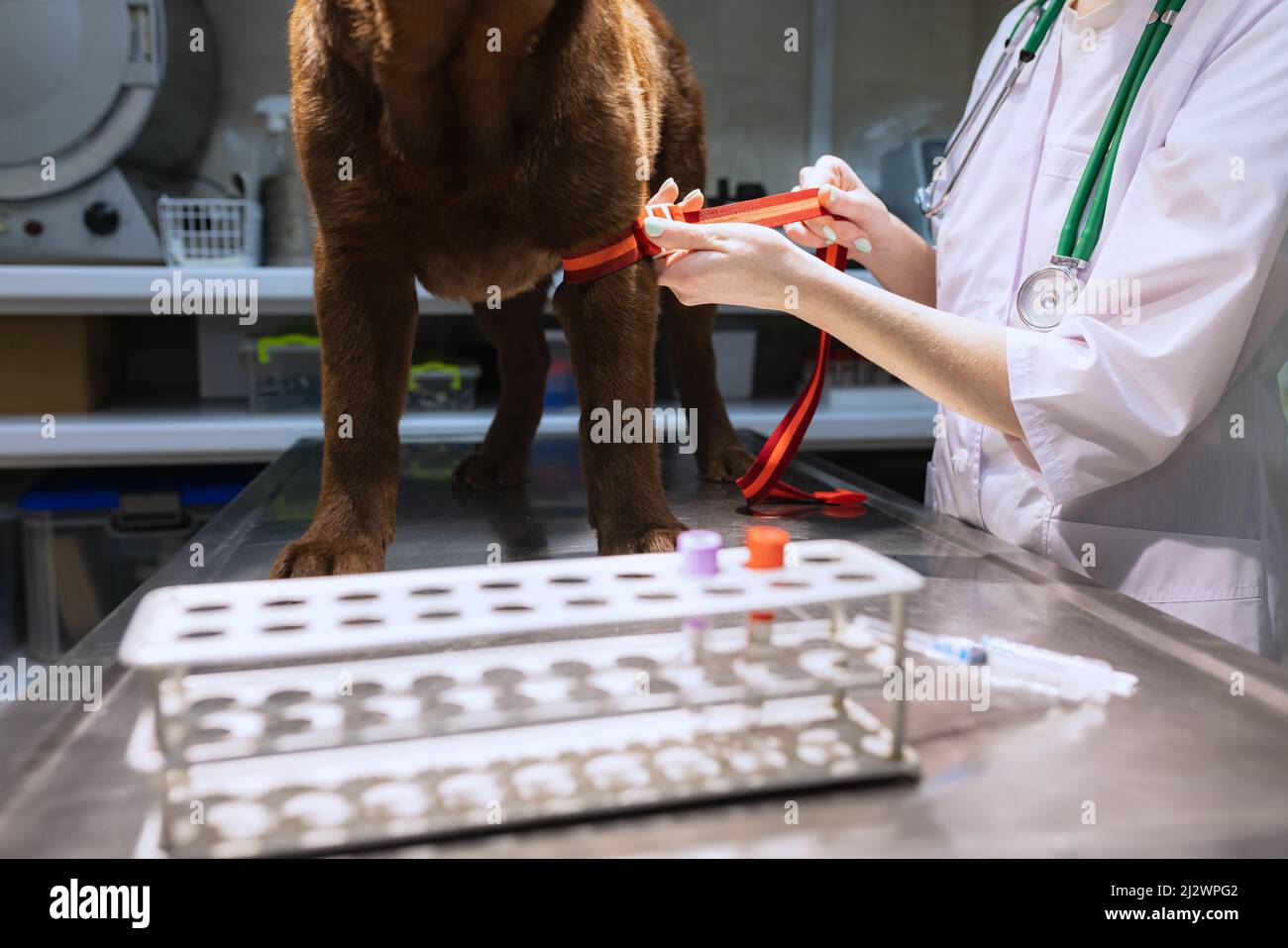 Closeup. Cropped portrait of female veterinary doctor examines