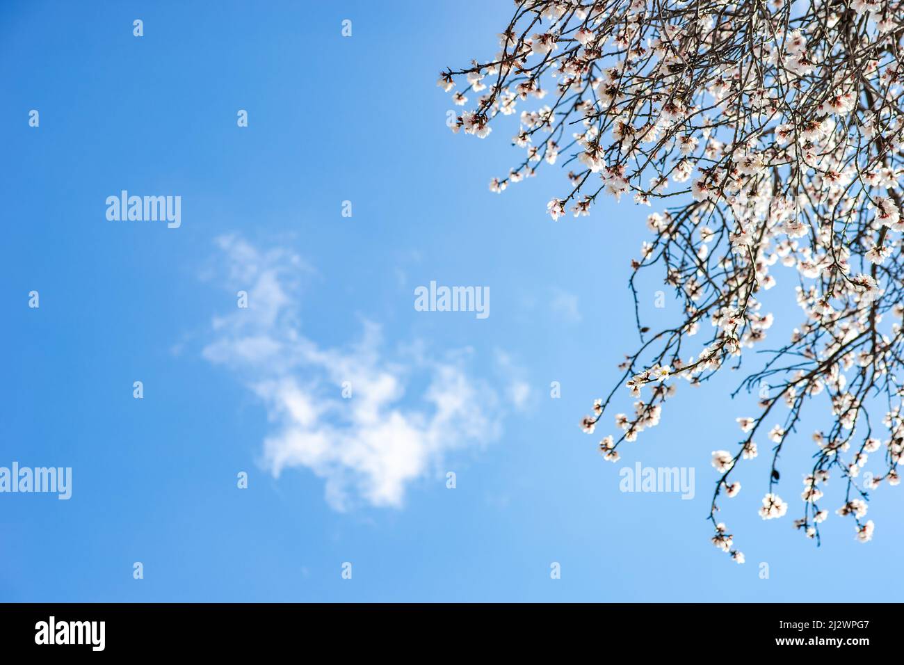 Blooming plum tree on the blue sky background Stock Photo